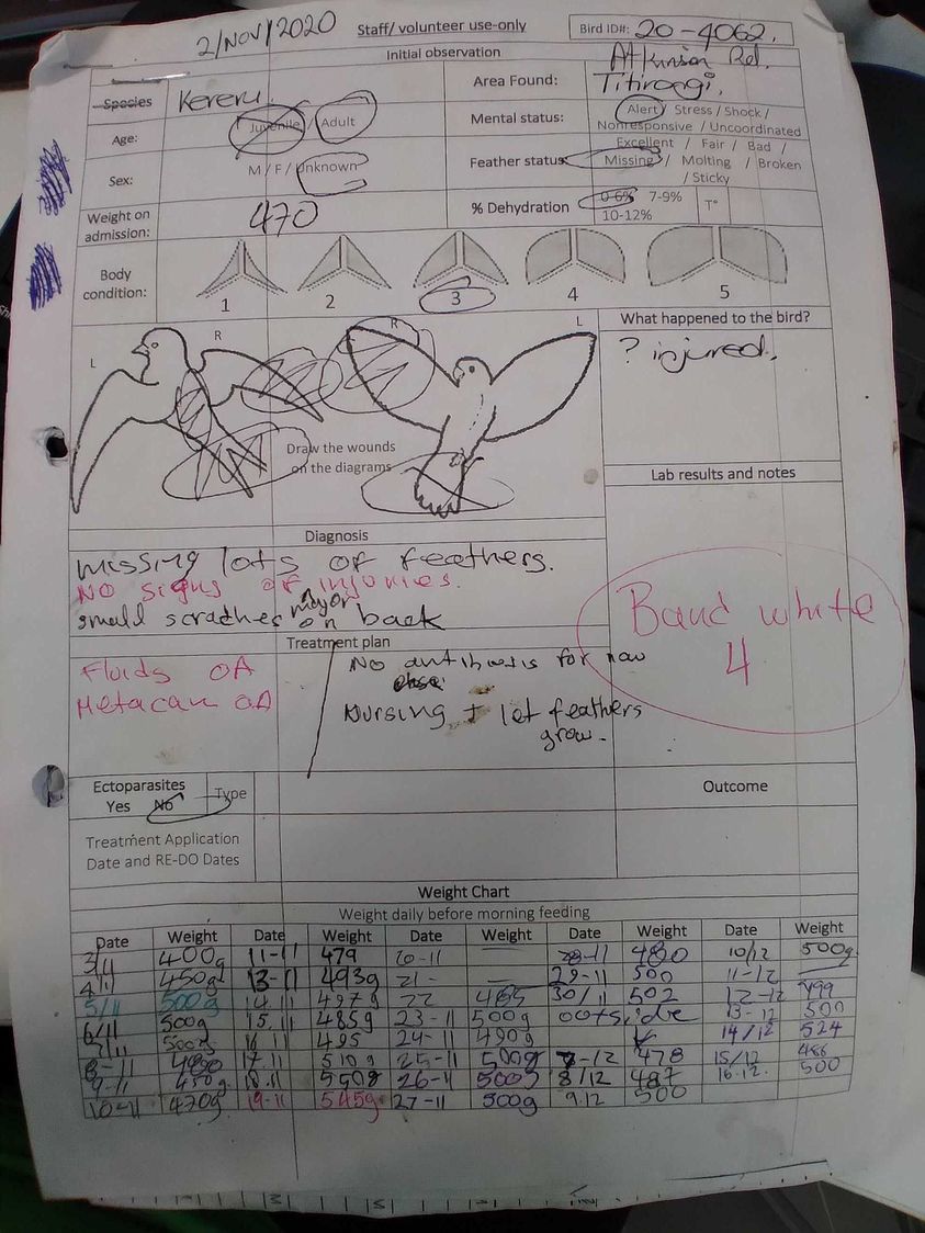 Sketches and notes on a bird's medical chart