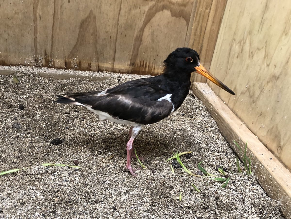 Oyster Catcher