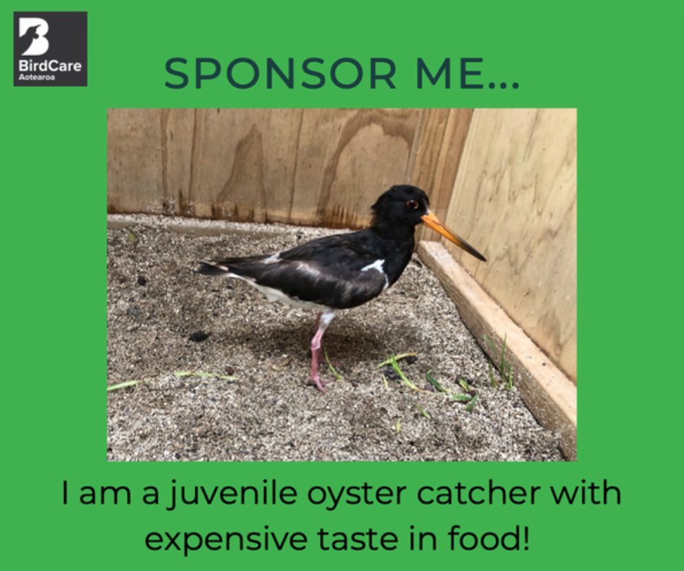 Oyster Catcher in his pen