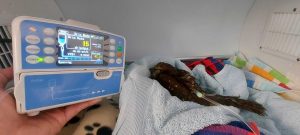 Ruru hooked up to infusion pump