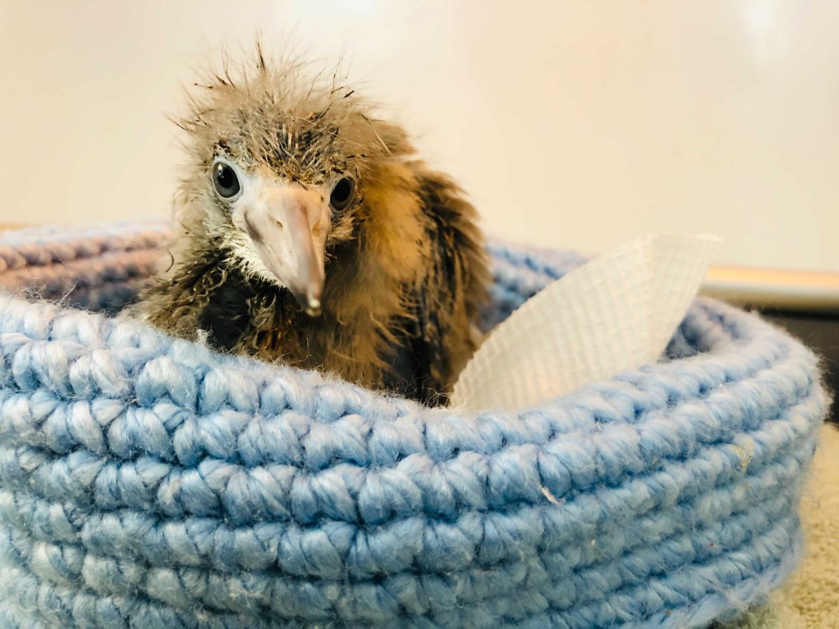 A baby heron sitting in a wool nest