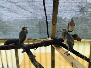 Three juvenile herons perching on branches in a covered aviary