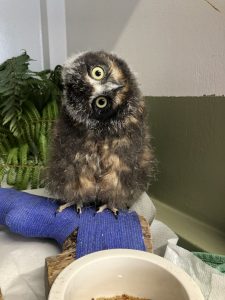 A juvenile ruru sitting on a perch, with its head tilted sideways, looking at the camera