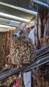 A ruru sitting on a branch puffed up, inside an aviary