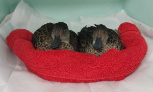 Two ducks with botulism on a doughnut-shaped towel