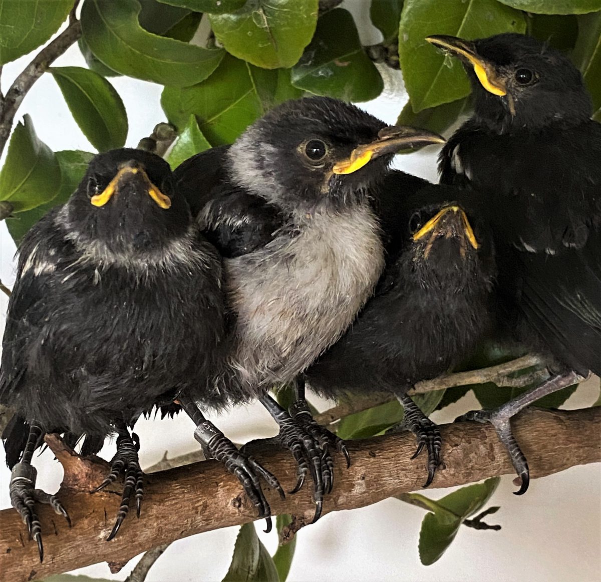 Tūī fledgings